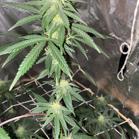 LEMON CHERRY COOKIES  growlog photo: Tá cheirosa 