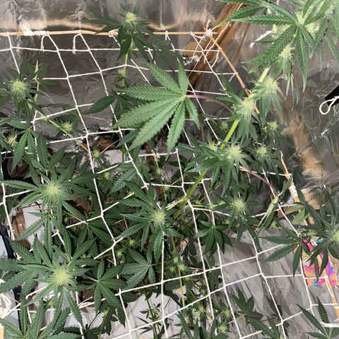 LEMON CHERRY COOKIES  growlog photo: Tá cheirosa 