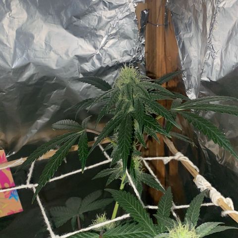 LEMON CHERRY COOKIES  growlog timeline photo
