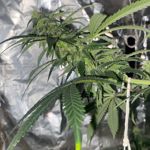 LEMON CHERRY COOKIES  growlog timeline photo