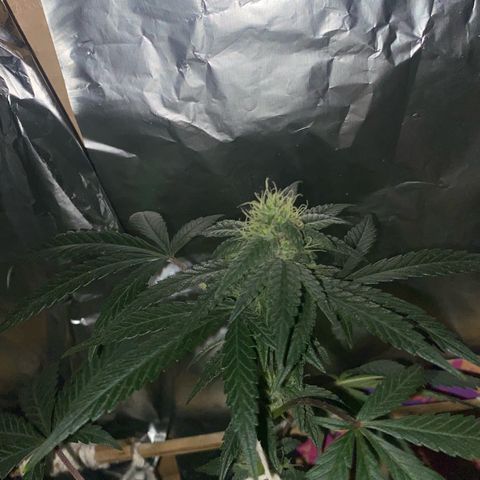 LEMON CHERRY COOKIES  growlog timeline photo