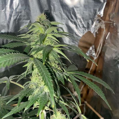 LEMON CHERRY COOKIES  growlog timeline photo