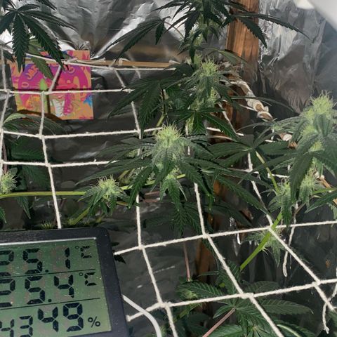 LEMON CHERRY COOKIES  growlog timeline photo