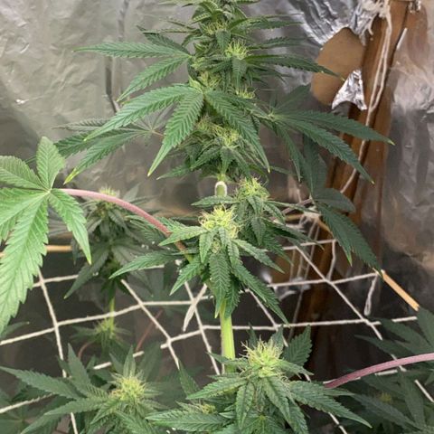 LEMON CHERRY COOKIES  growlog timeline photo