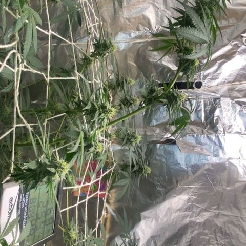 LEMON CHERRY COOKIES  growlog timeline photo
