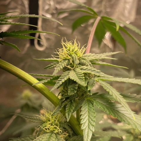 LEMON CHERRY COOKIES  growlog timeline photo