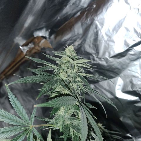 LEMON CHERRY COOKIES  growlog timeline photo