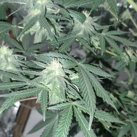 LEMON CHERRY COOKIES  growlog timeline photo