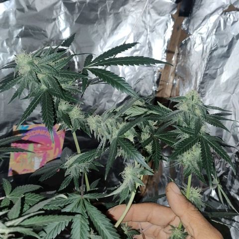 LEMON CHERRY COOKIES  growlog timeline photo