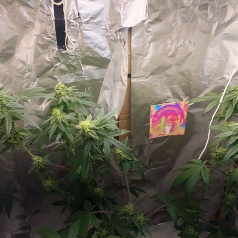 LEMON CHERRY COOKIES  growlog timeline photo