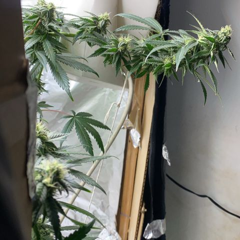 LEMON CHERRY COOKIES  growlog timeline photo