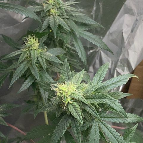 LEMON CHERRY COOKIES  growlog timeline photo