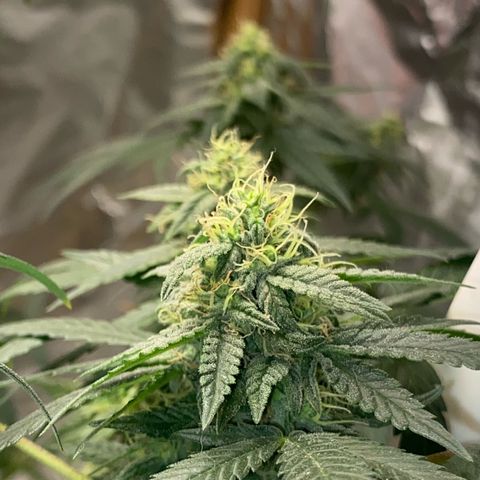 LEMON CHERRY COOKIES  growlog timeline photo