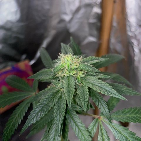 LEMON CHERRY COOKIES  growlog timeline photo