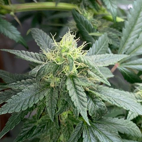 LEMON CHERRY COOKIES  growlog timeline photo
