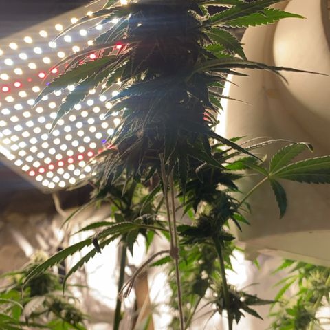LEMON CHERRY COOKIES  growlog timeline photo
