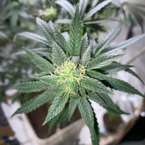 LEMON CHERRY COOKIES  growlog timeline photo