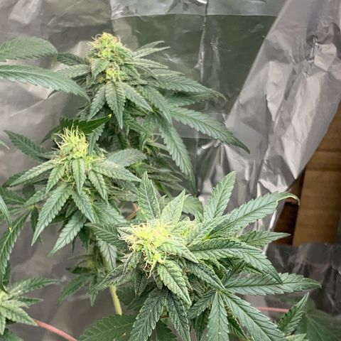 LEMON CHERRY COOKIES  growlog timeline photo