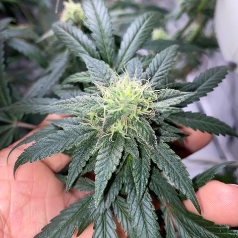 LEMON CHERRY COOKIES  growlog timeline photo