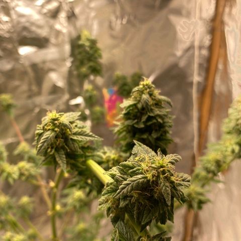 LEMON CHERRY COOKIES  growlog timeline photo
