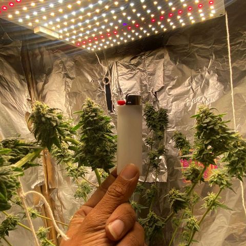 LEMON CHERRY COOKIES  growlog timeline photo