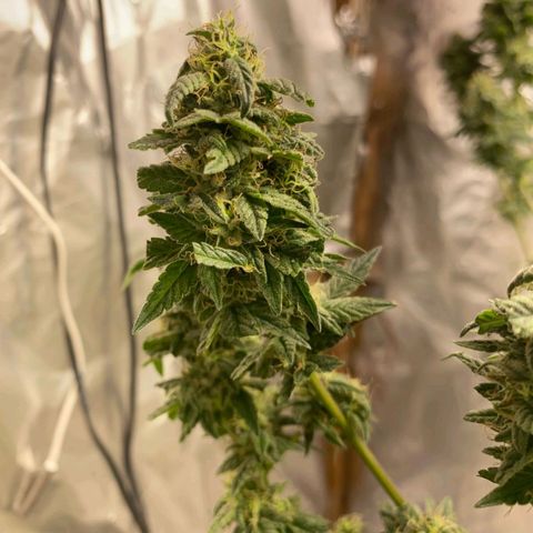 LEMON CHERRY COOKIES  growlog timeline photo