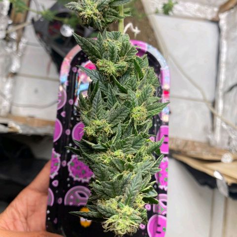 LEMON CHERRY COOKIES  growlog timeline photo