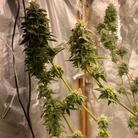 LEMON CHERRY COOKIES  growlog timeline photo