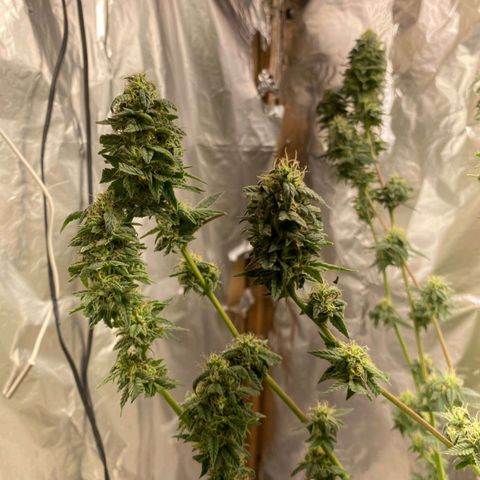 LEMON CHERRY COOKIES  growlog timeline photo