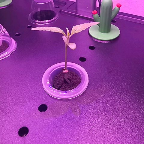 Auto Kush growlog timeline photo