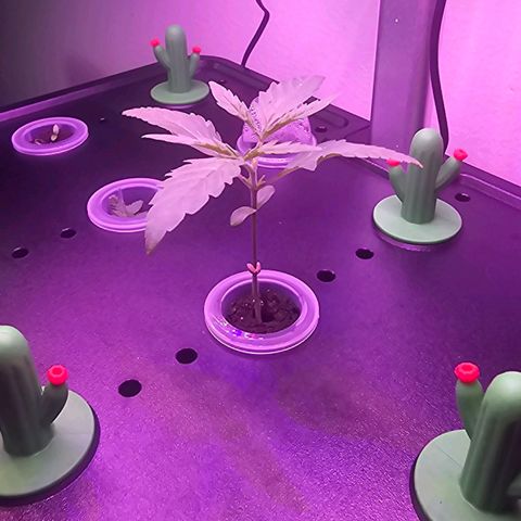 Auto Kush growlog timeline photo
