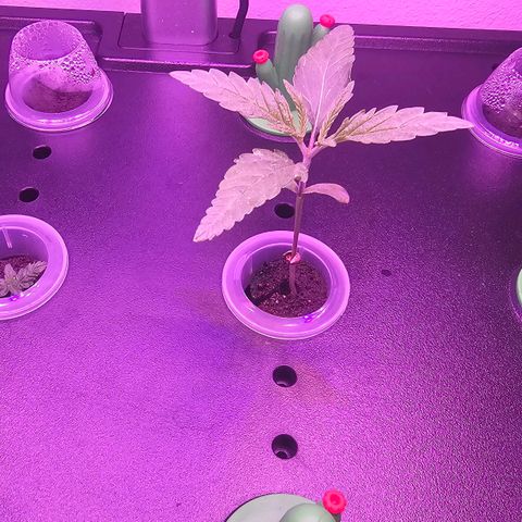 Auto Kush growlog timeline photo