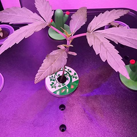 Auto Kush growlog timeline photo
