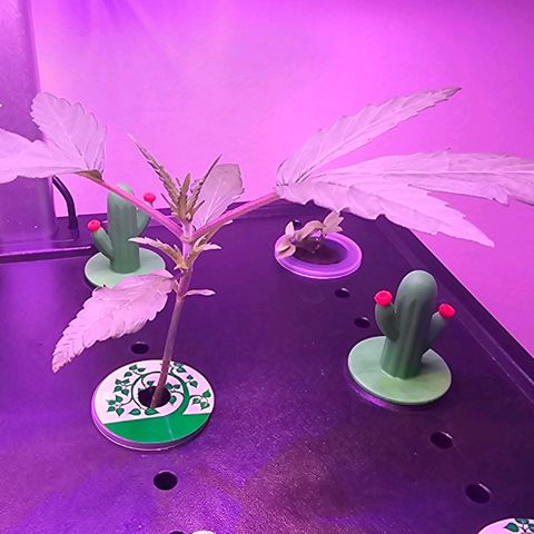 Auto Kush growlog timeline photo