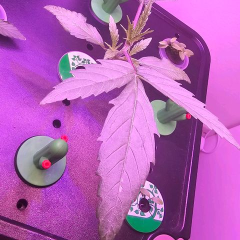 Auto Kush growlog timeline photo
