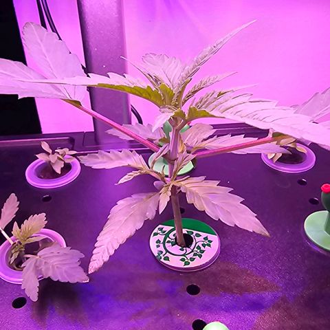 Auto Kush growlog timeline photo