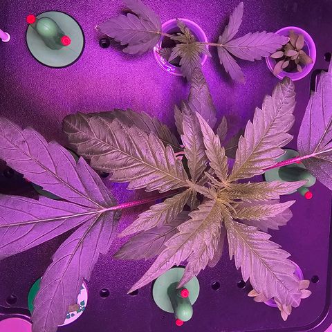 Auto Kush growlog timeline photo