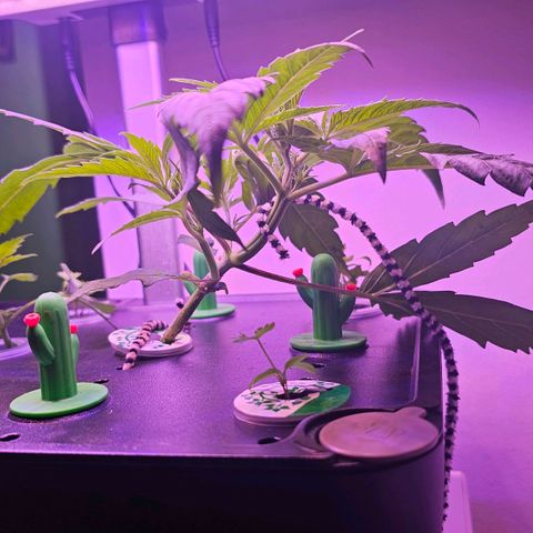 Auto Kush growlog timeline photo