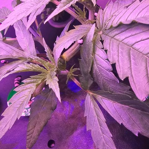 Auto Kush growlog timeline photo