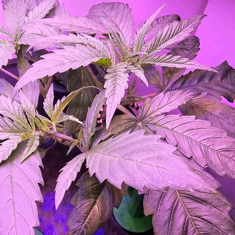 Auto Kush growlog timeline photo
