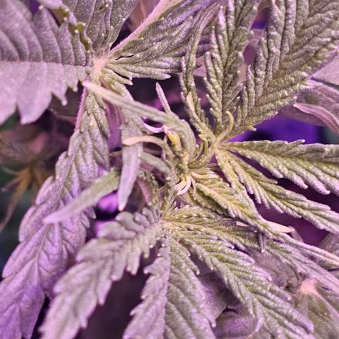 Auto Kush growlog timeline photo