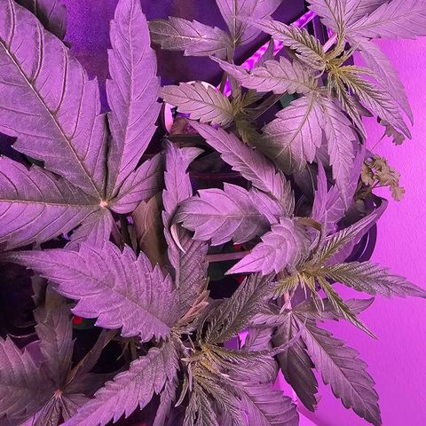 Auto Kush growlog timeline photo