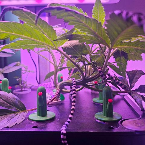 Auto Kush growlog timeline photo