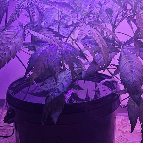 Auto Kush growlog timeline photo