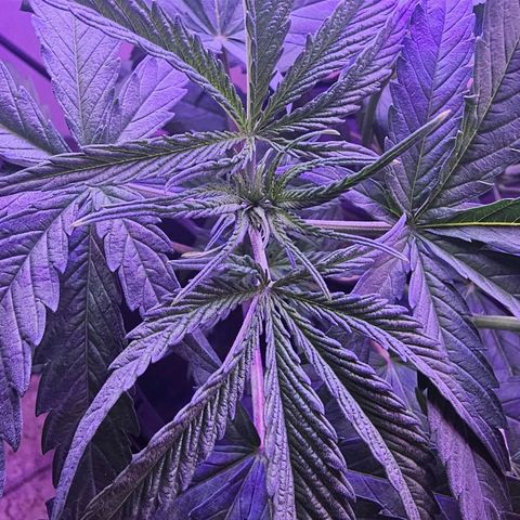 Auto Kush growlog timeline photo