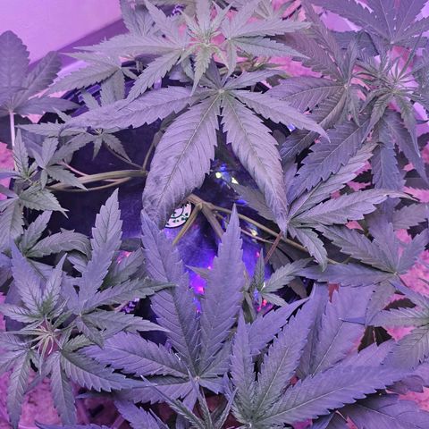 Auto Kush growlog timeline photo