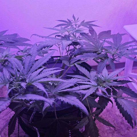 Auto Kush growlog timeline photo