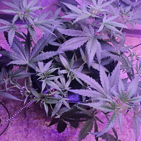 Auto Kush growlog timeline photo