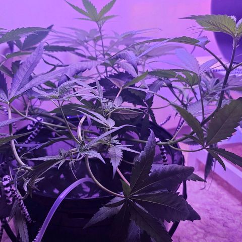 Auto Kush growlog timeline photo