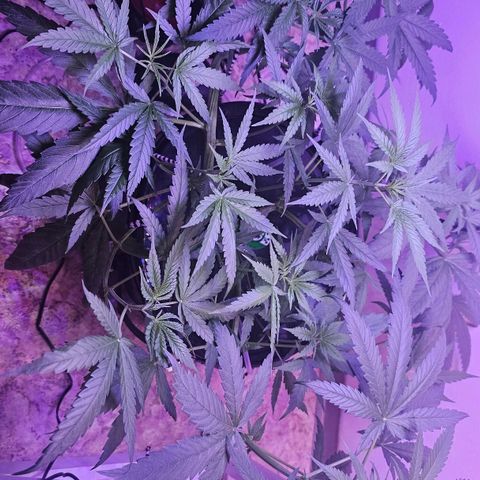 Auto Kush growlog timeline photo